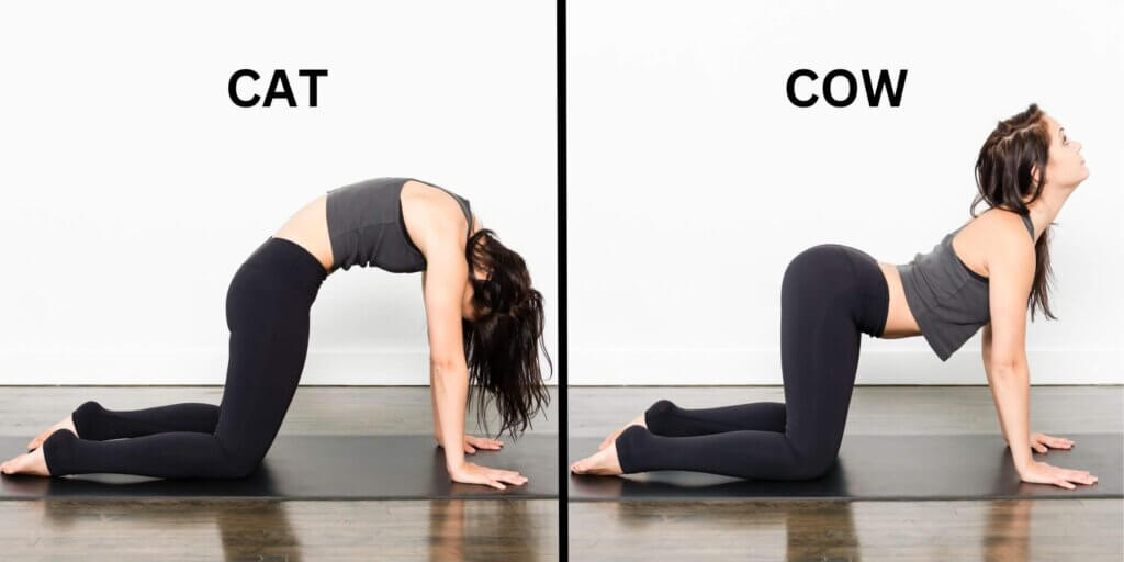 Cat and cow stretch