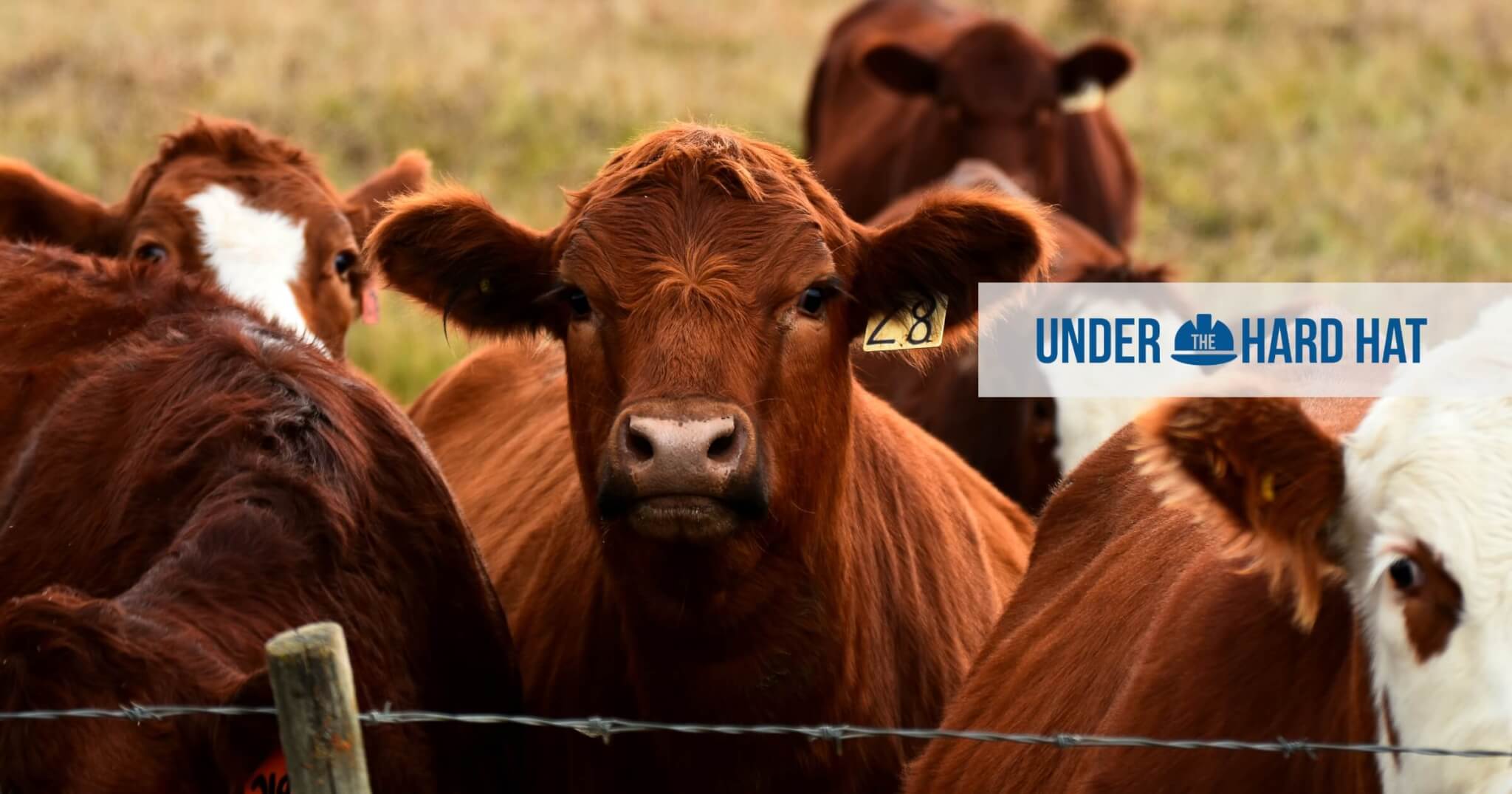 Beef tallow banner