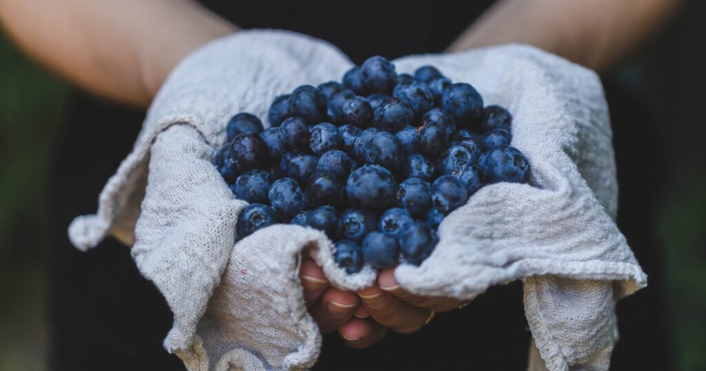 Blueberries being held up in a persons hand in a cloth