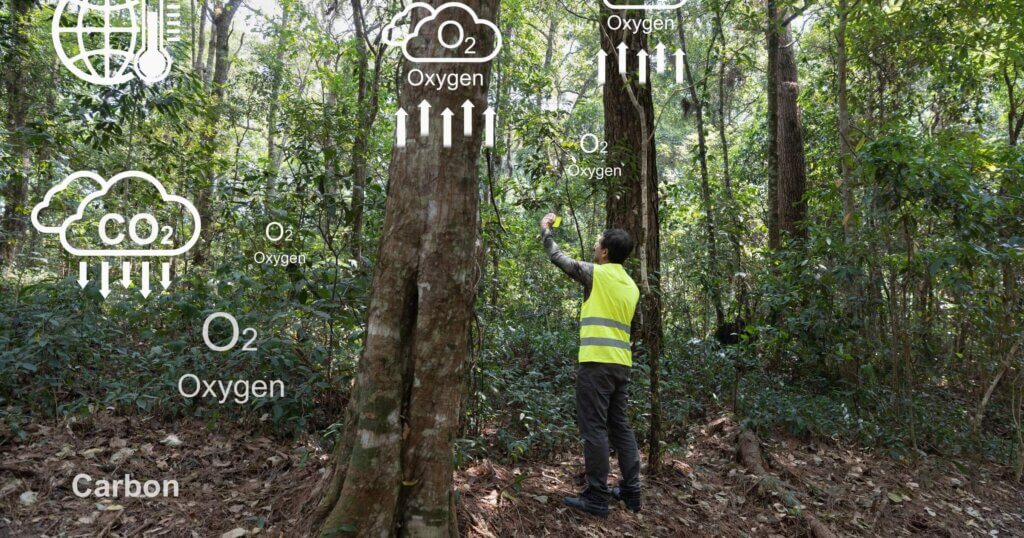 Field ecologist taking measures carbon in forests and track greenhouse gas emissions for monitoring biodiversity and forest condition.