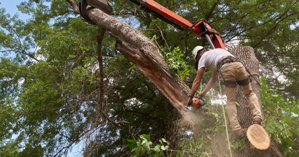 Tree removal specialist taking down a diseased tree in an urban setting.