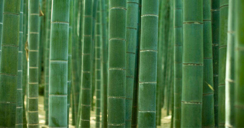 bamboo trees